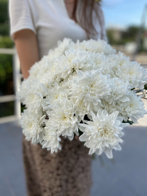 Кустовая хризантема White
